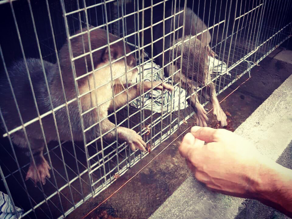 Tiun cứu cặp rái cá bị bán làm thú cưng ở Cần Giờ