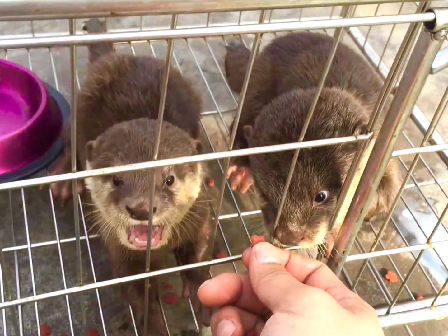 Tiun cứu 2 chị em rái cá vuốt bé bị mắc lưới cá ở Nhà Bè