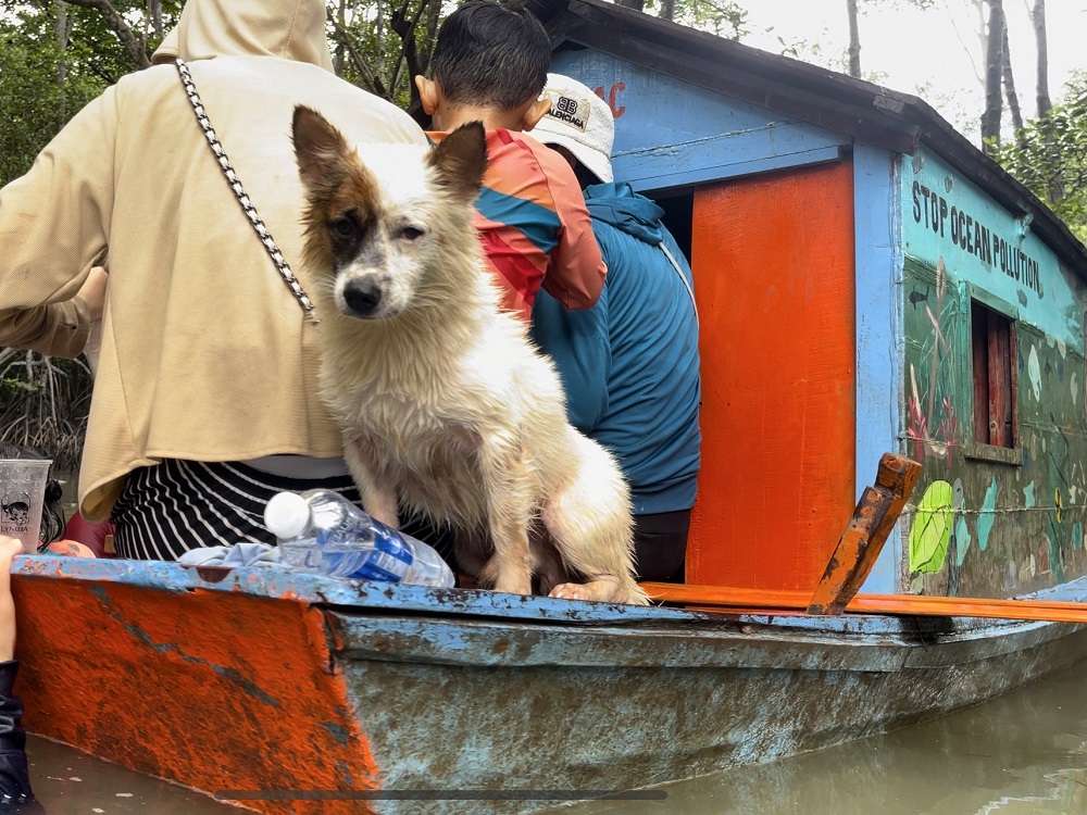 Chó cá Kios buồn không biết ăn bánh kem