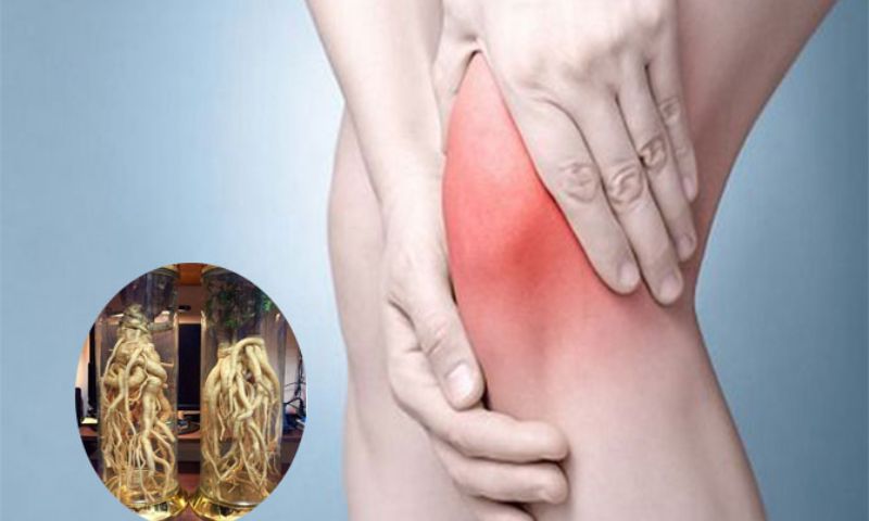 Uống rượu đinh lăng có tốt cho xương khớp không? Công dụng, cách dùng và lưu ý
