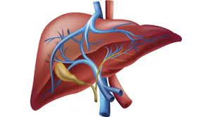 Bệnh Gan Nhiễm Mỡ Không Do Rượu (NAFLD): Tổng Quan, Chẩn Đoán và Điều Trị