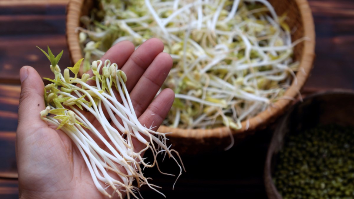 Bệnh gout ăn giá đỗ được không? Phân tích đầy đủ