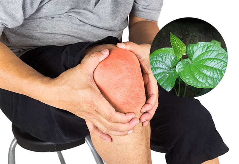 Cách chữa đau khớp gối bằng lá lốt