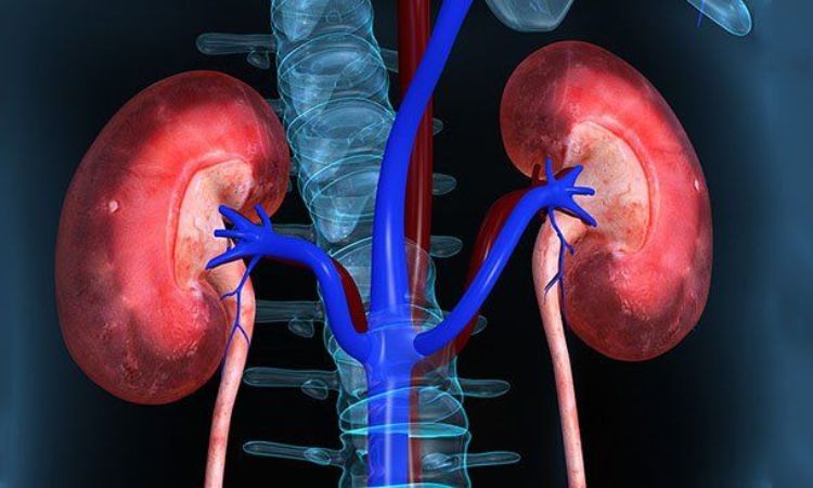 Suy thận cấp: Nguyên nhân, triệu chứng, chẩn đoán và điều trị hiệu quả