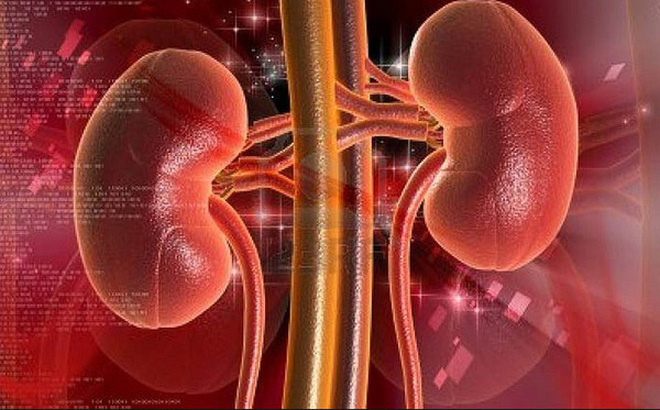 Thận Âm Dương Lưỡng Hư: Nguyên Nhân, Triệu Chứng và Cải Thiện
