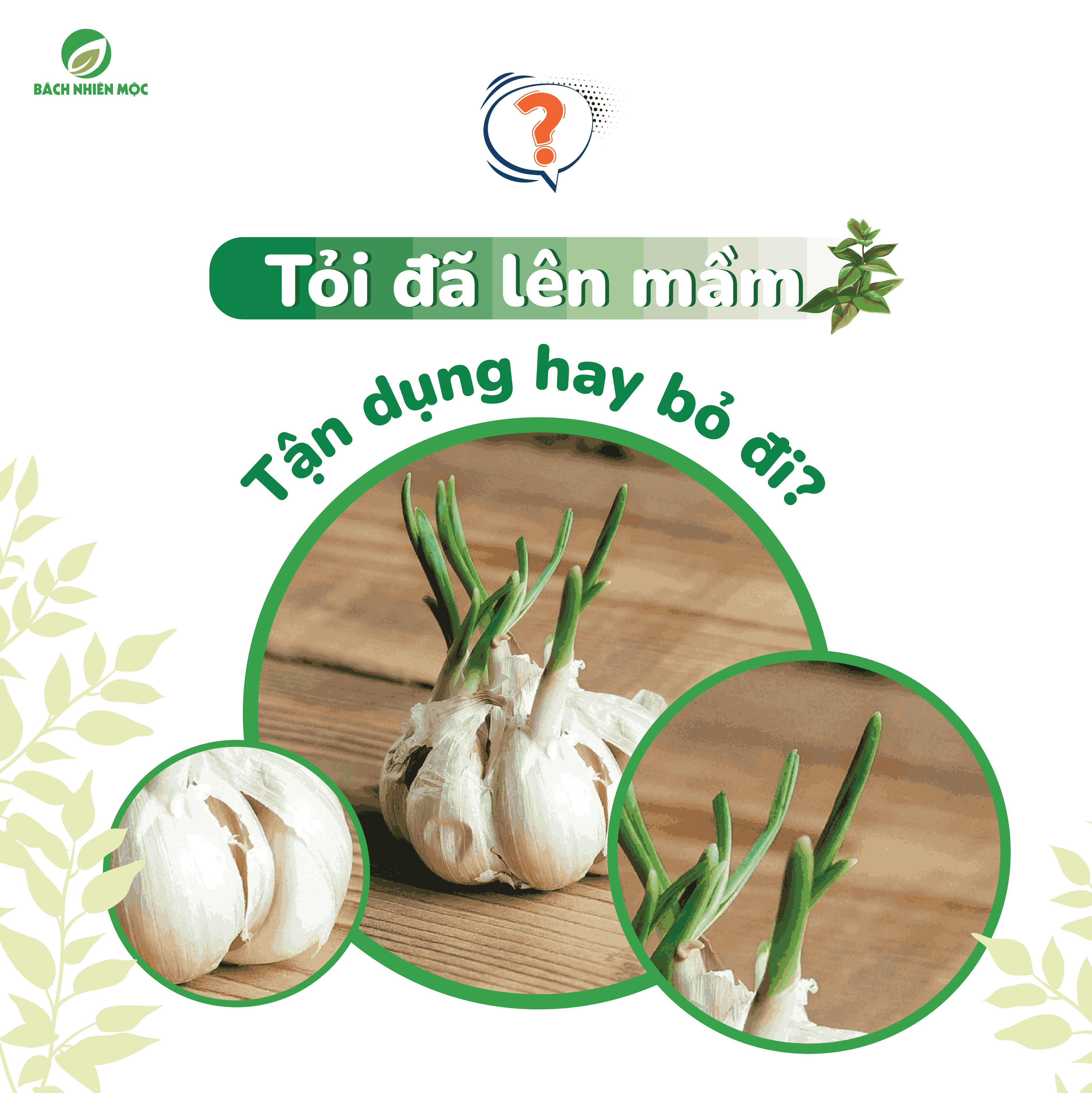 Tỏi mọc mầm có ăn được không?