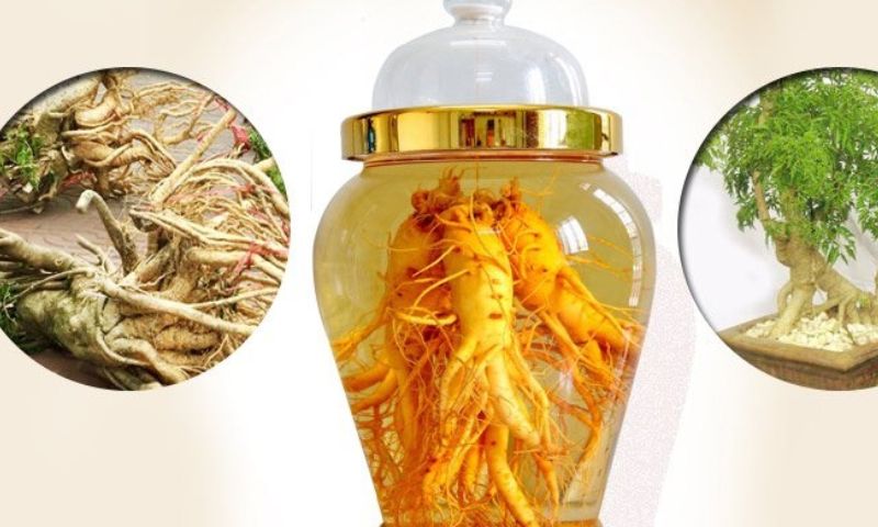 Uống rượu đinh lăng có tốt không?