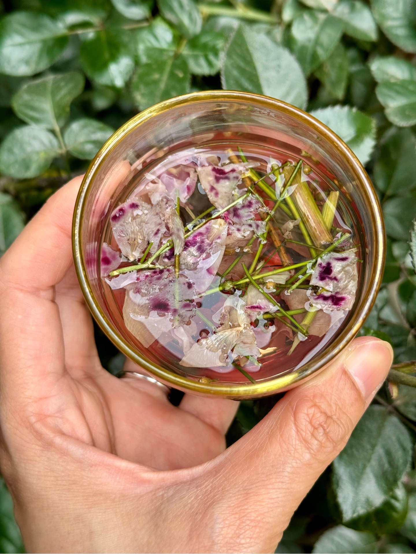 Trà Hoa Hồng Mùi Già