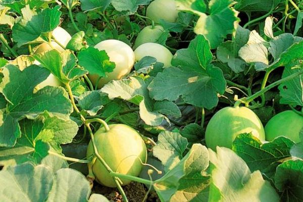 QUY TRÌNH TRỒNG DƯA LÊ ĐẠT NĂNG SUẤT CAO