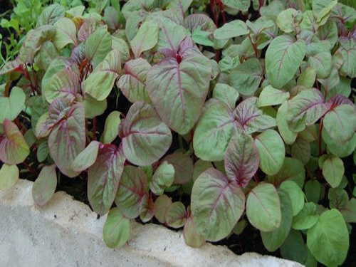 Hạt giống rau dền