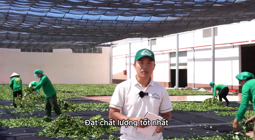 Héo Nắng - Quy Trình Sản xuất Trà Oolong tại Trà Phú Sỹ