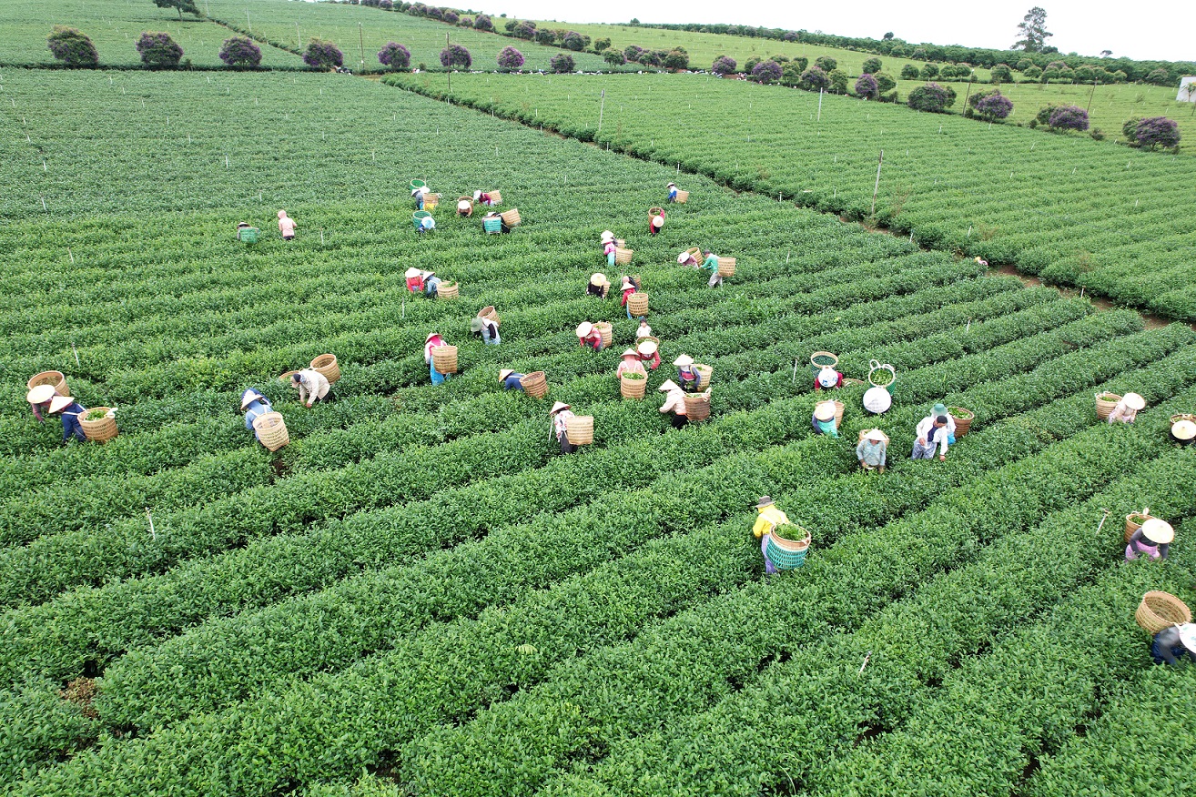 Trà Oolong Là gì? Các Loại Trà Oolong nổi bật
