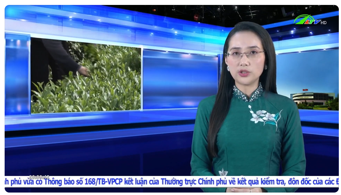 Trà Phú Sỹ x Thời Sự Tỉnh Lâm Đồng