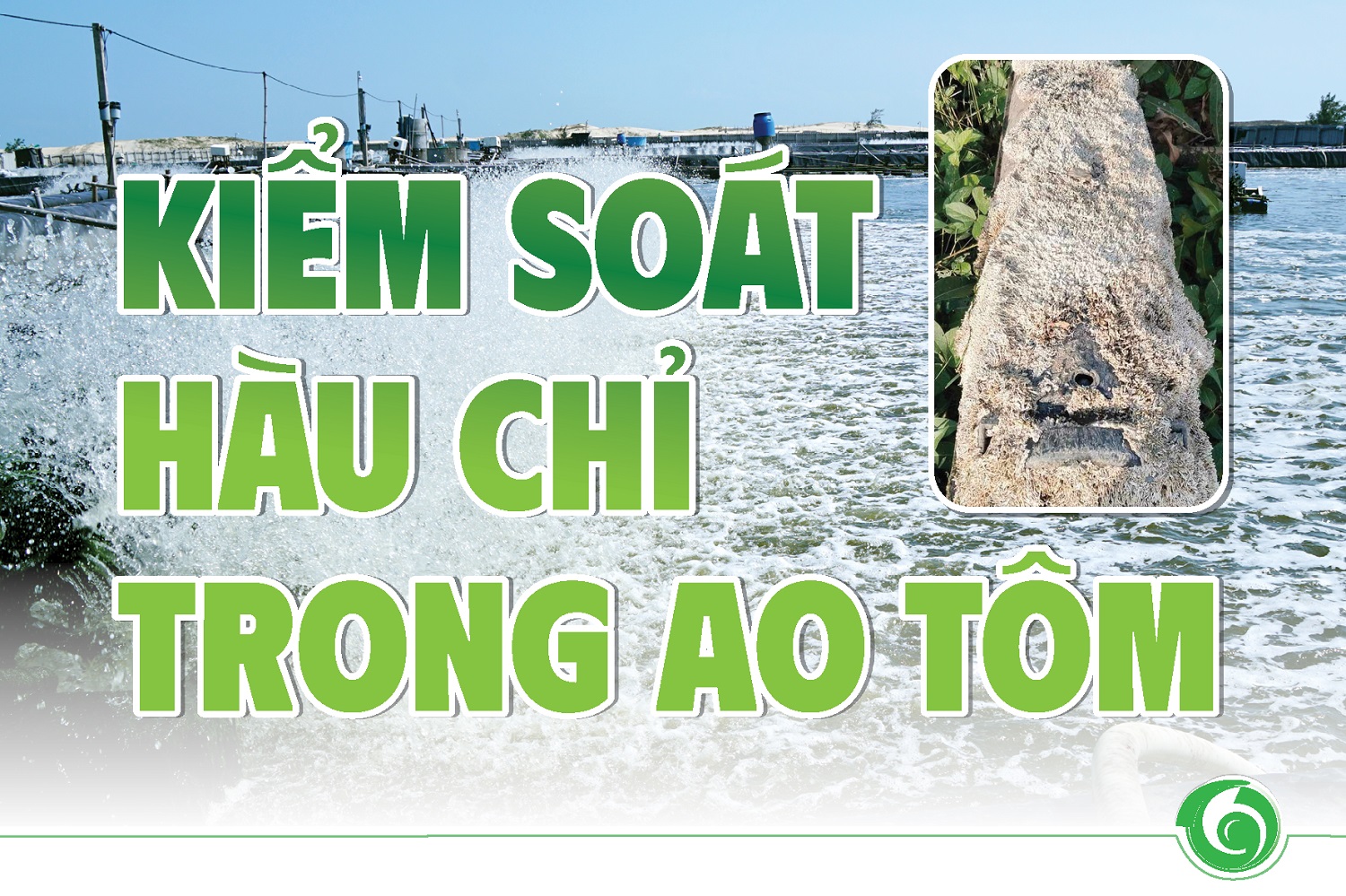 KIỂM SOÁT HÀU CHỈ TRONG AO TÔM