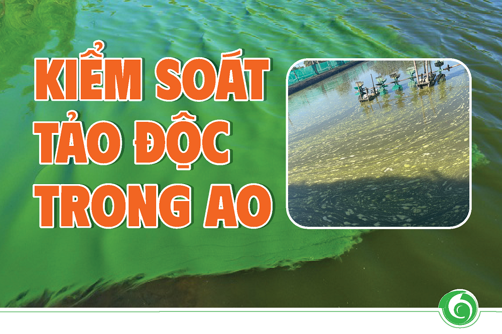 KIỂM SOÁT TẢO ĐỘC TRONG AO