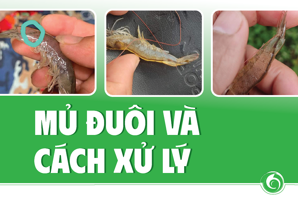 MỦ ĐUÔI VÀ CÁCH XỬ LÝ