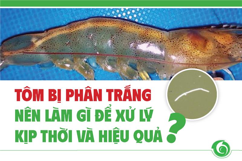 TÔM BỊ PHÂN TRẮNG – NÊN LÀM GÌ ĐỂ XỬ LÝ KỊP THỜI VÀ HIỆU QUẢ?