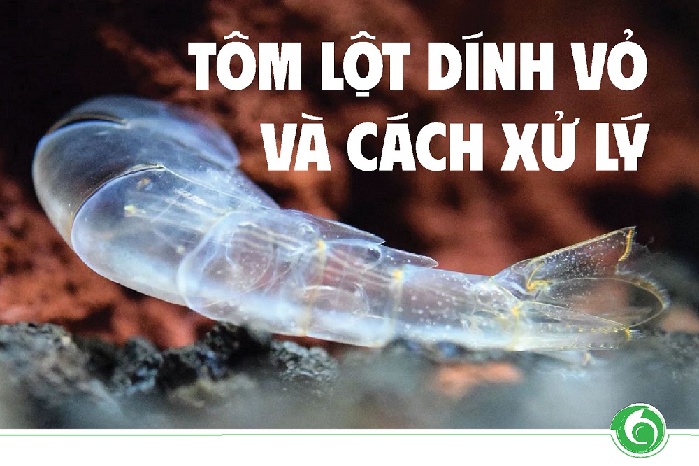 TÔM LỘT DÍNH VỎ VÀ CÁCH XỬ LÝ