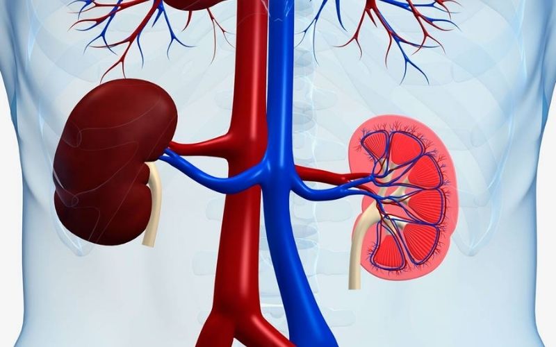 Thận vốn đã là cơ quan thải độc tự nhiên của cơ thể, còn thực phẩm chỉ đóng vai trò hỗ trợ chức năng sinh lý bình thường