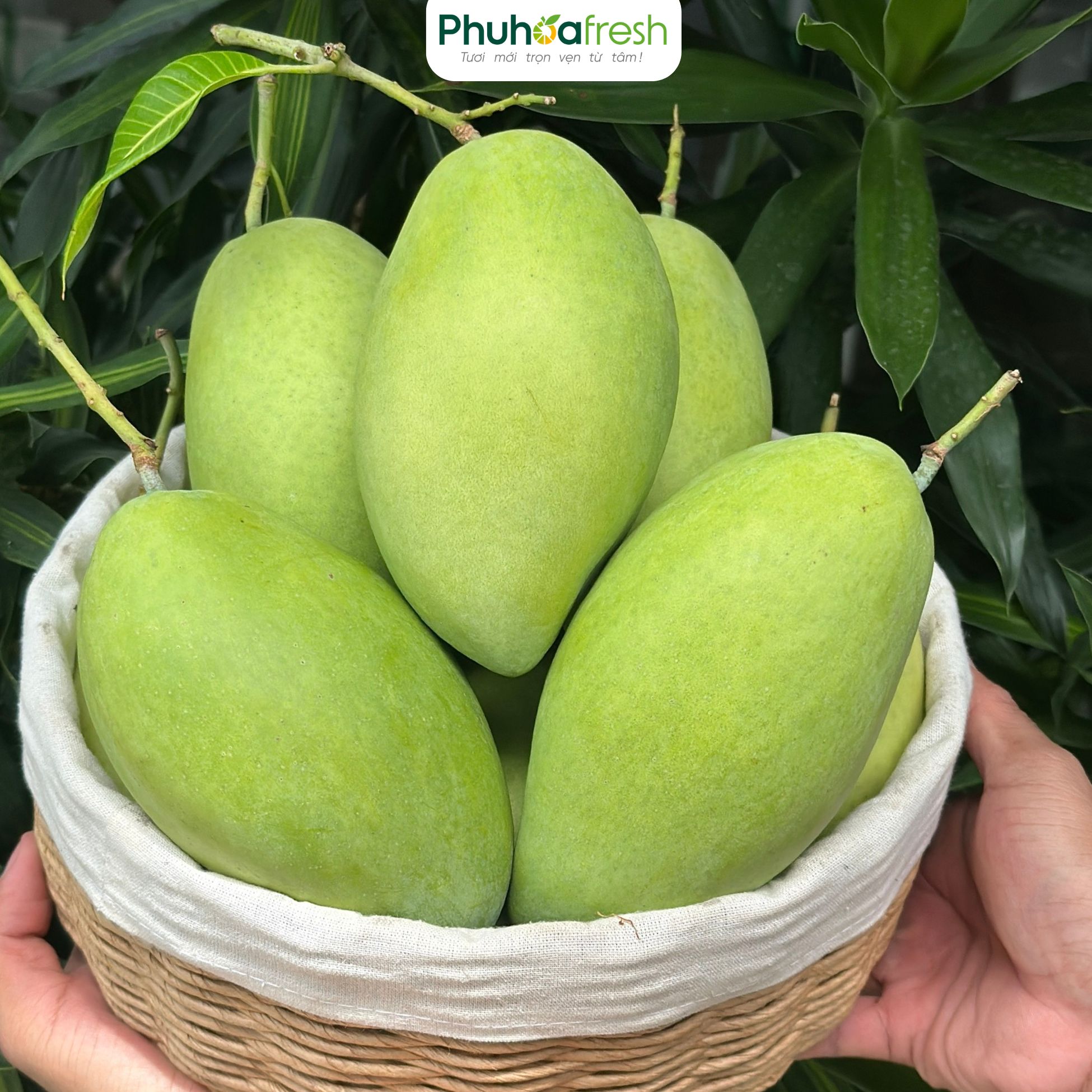 Xoài Cát Hoà Lộc VietGAP