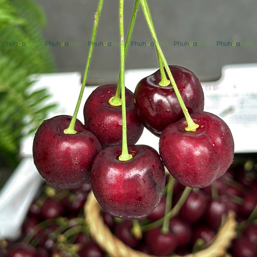 Cherry Canada Size 10