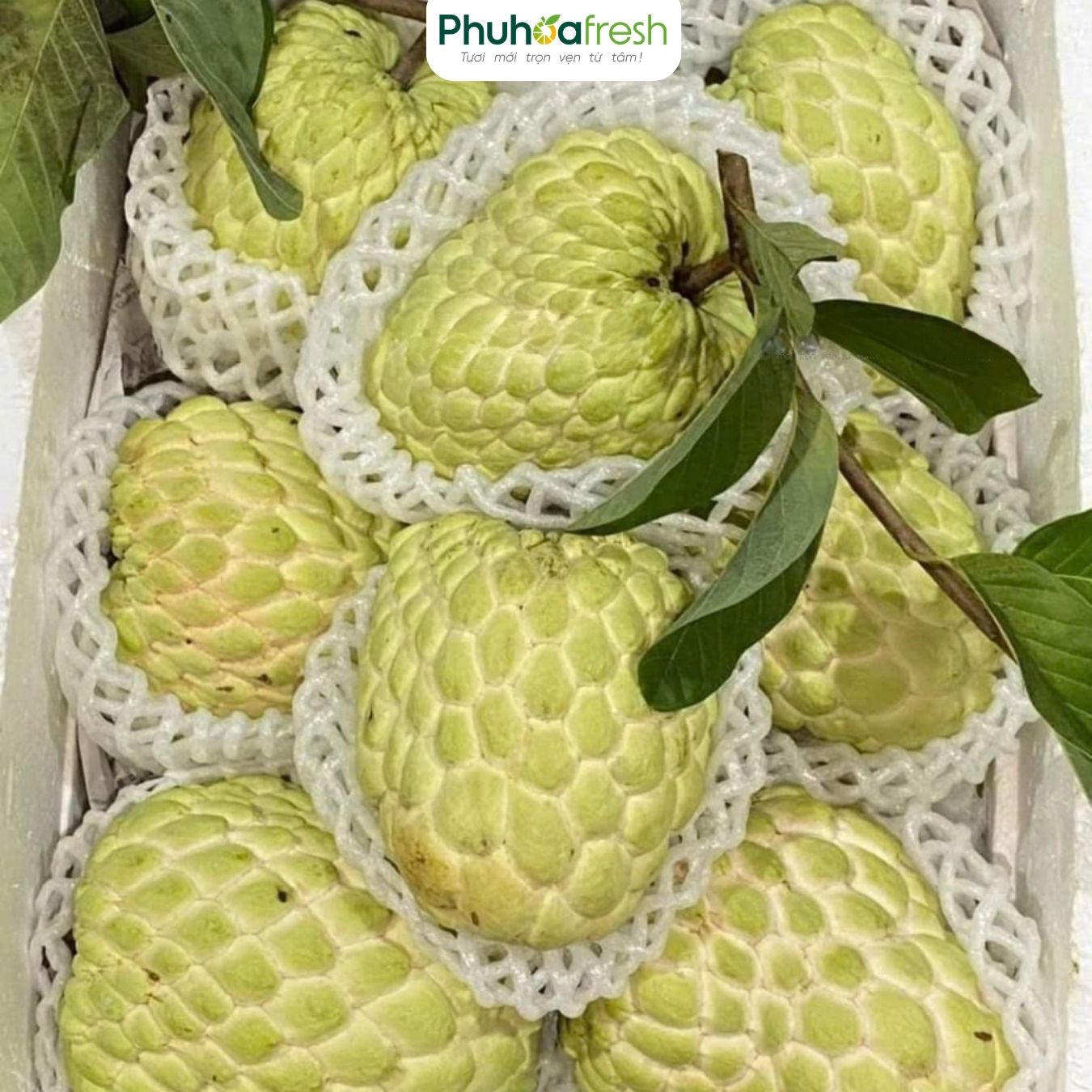 Na Dai Giống Thái