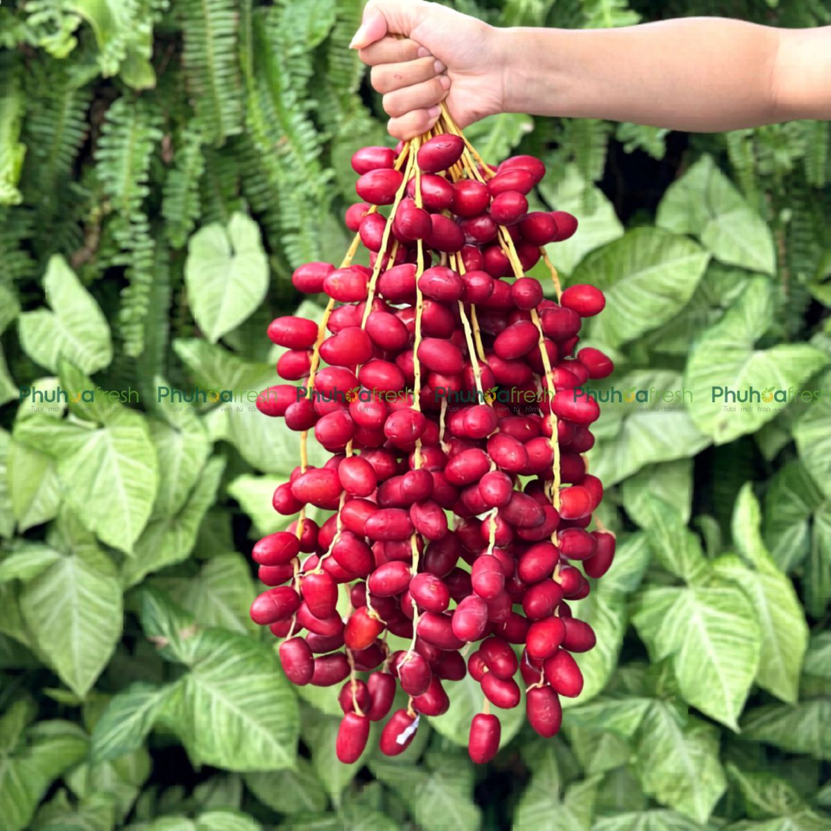 Chà là Đỏ Thái Lan