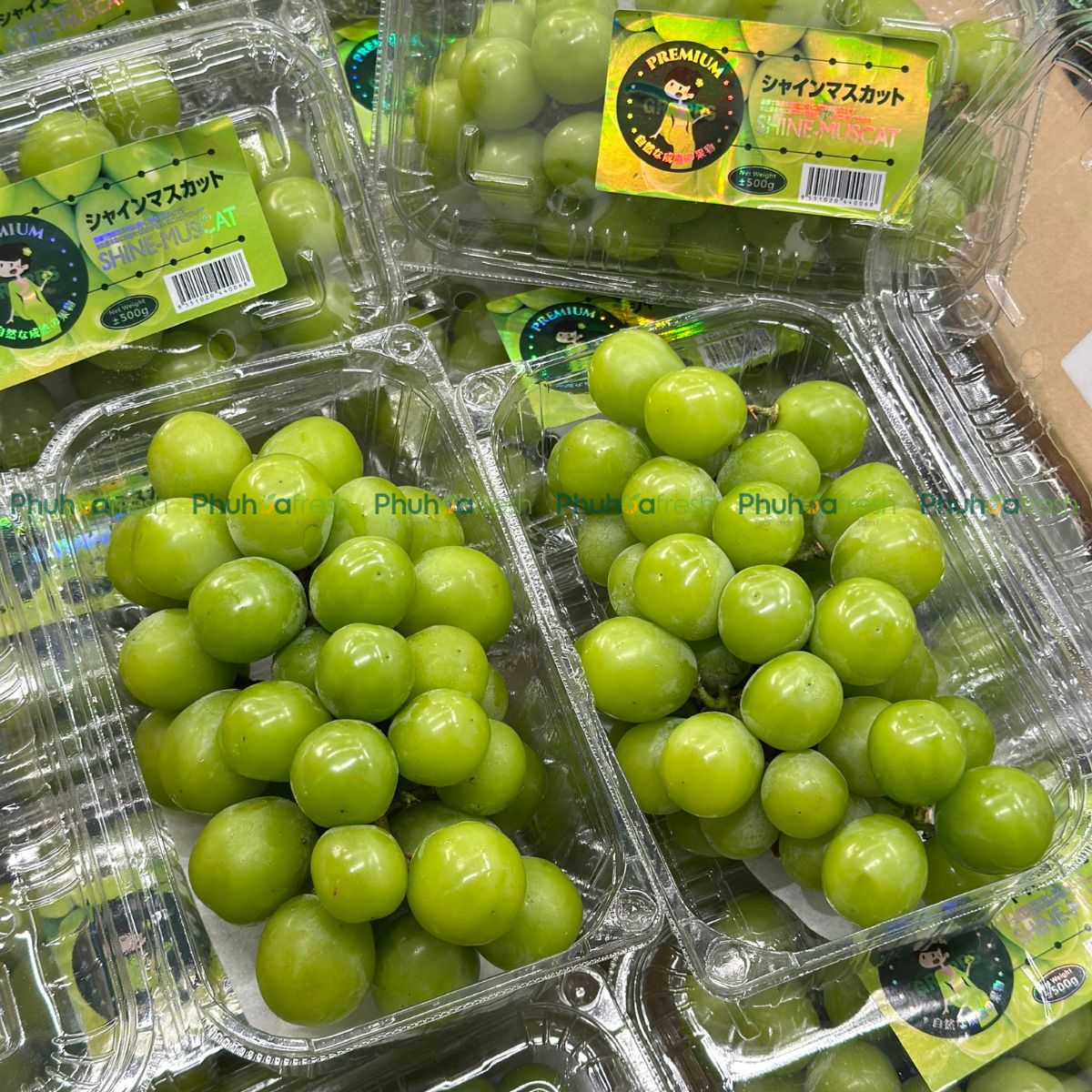 Nho Sữa NĐT