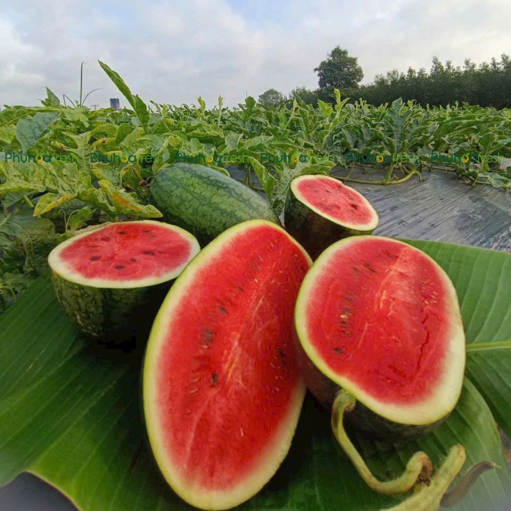 Dưa Hấu Hắc Mỹ Nhân