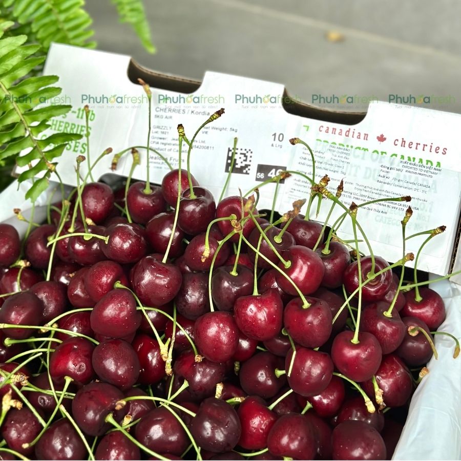 Cherry Canada Size 10