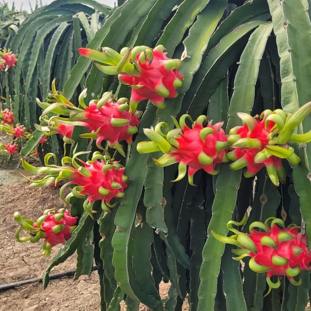 Thanh Long Ruột Đỏ