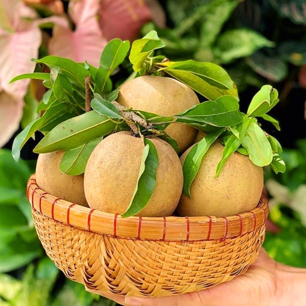 Hồng Xiêm Mehico (Sapoche)