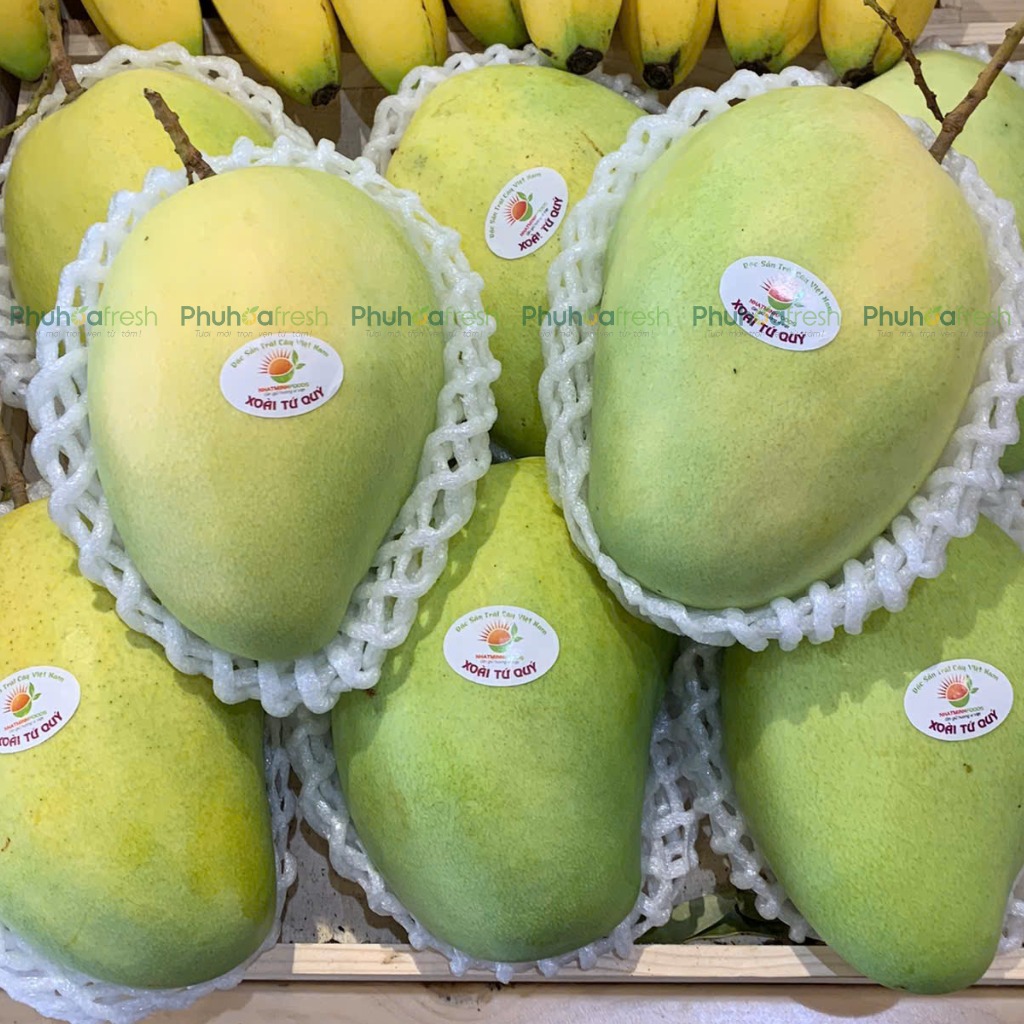 Xoài Tứ Quý (Khánh Hoà)