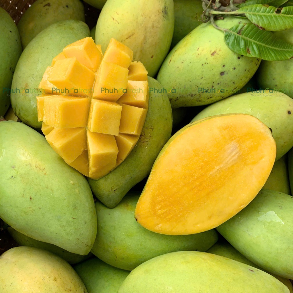 Xoài Cát Hoà Lộc VietGAP