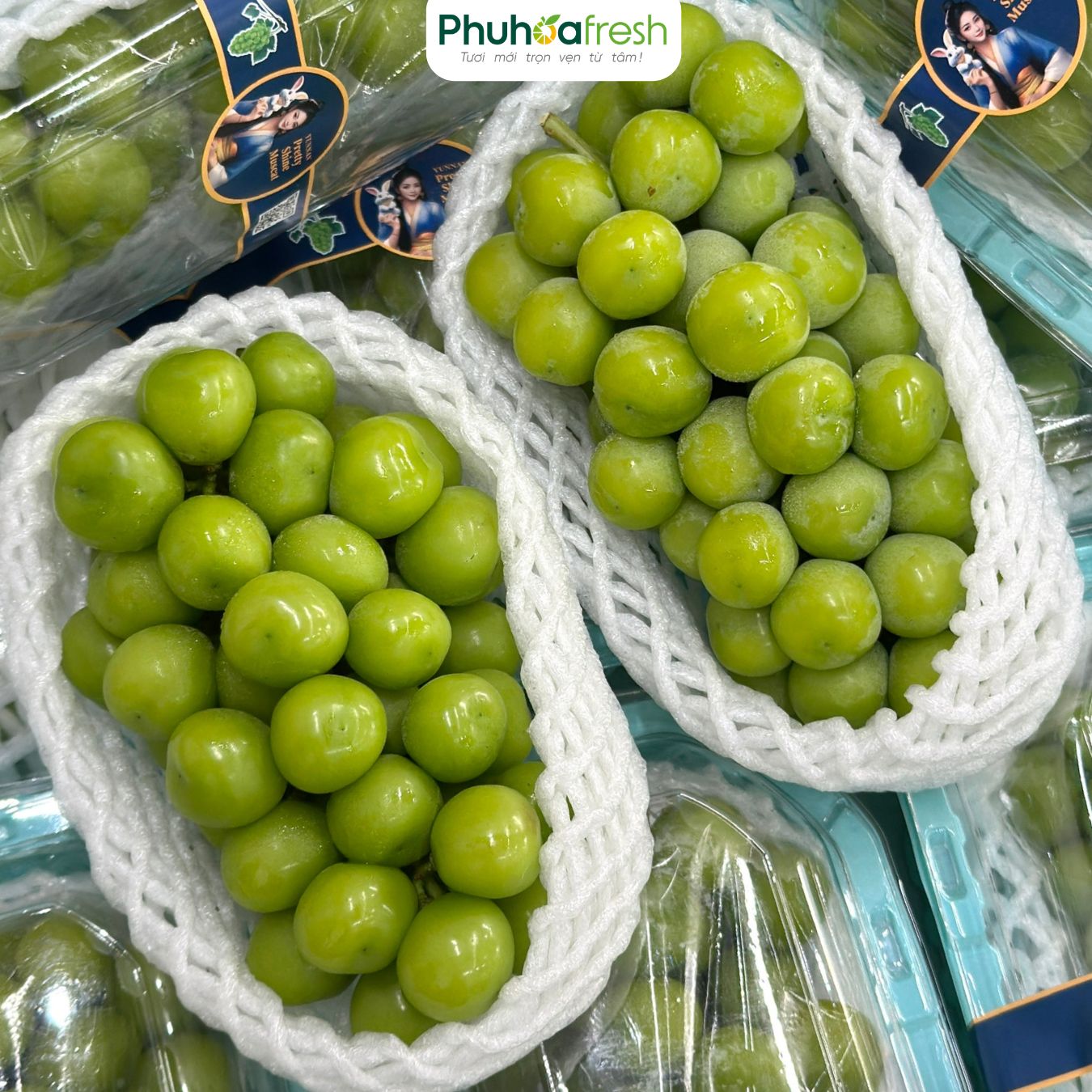 Nho Sữa Nội Địa Trung