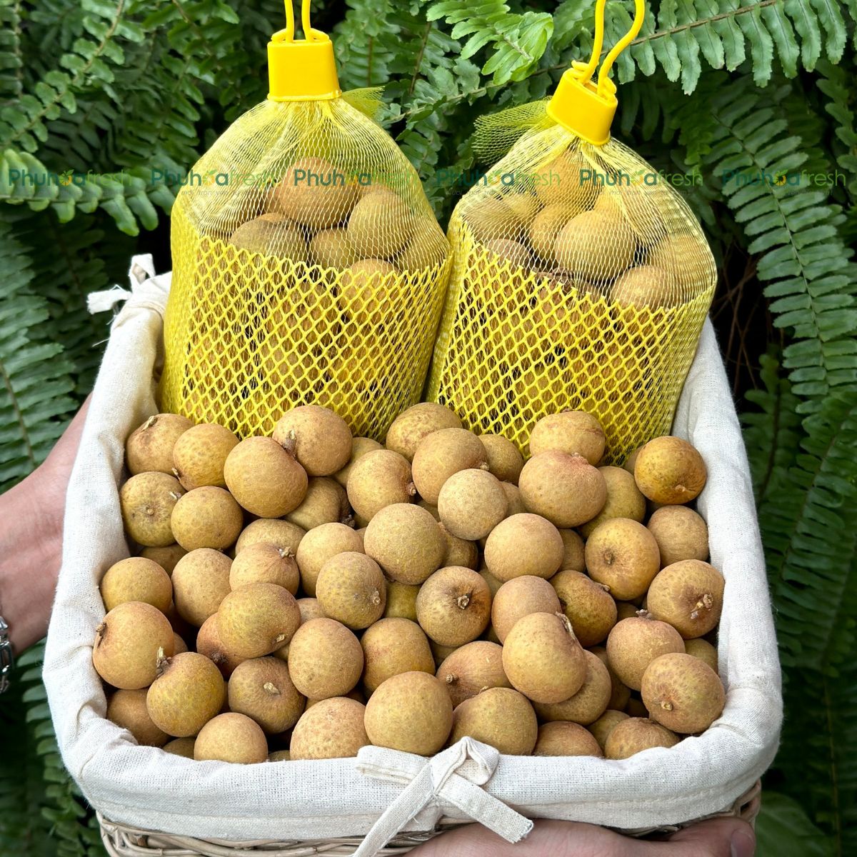 Nhãn Indo