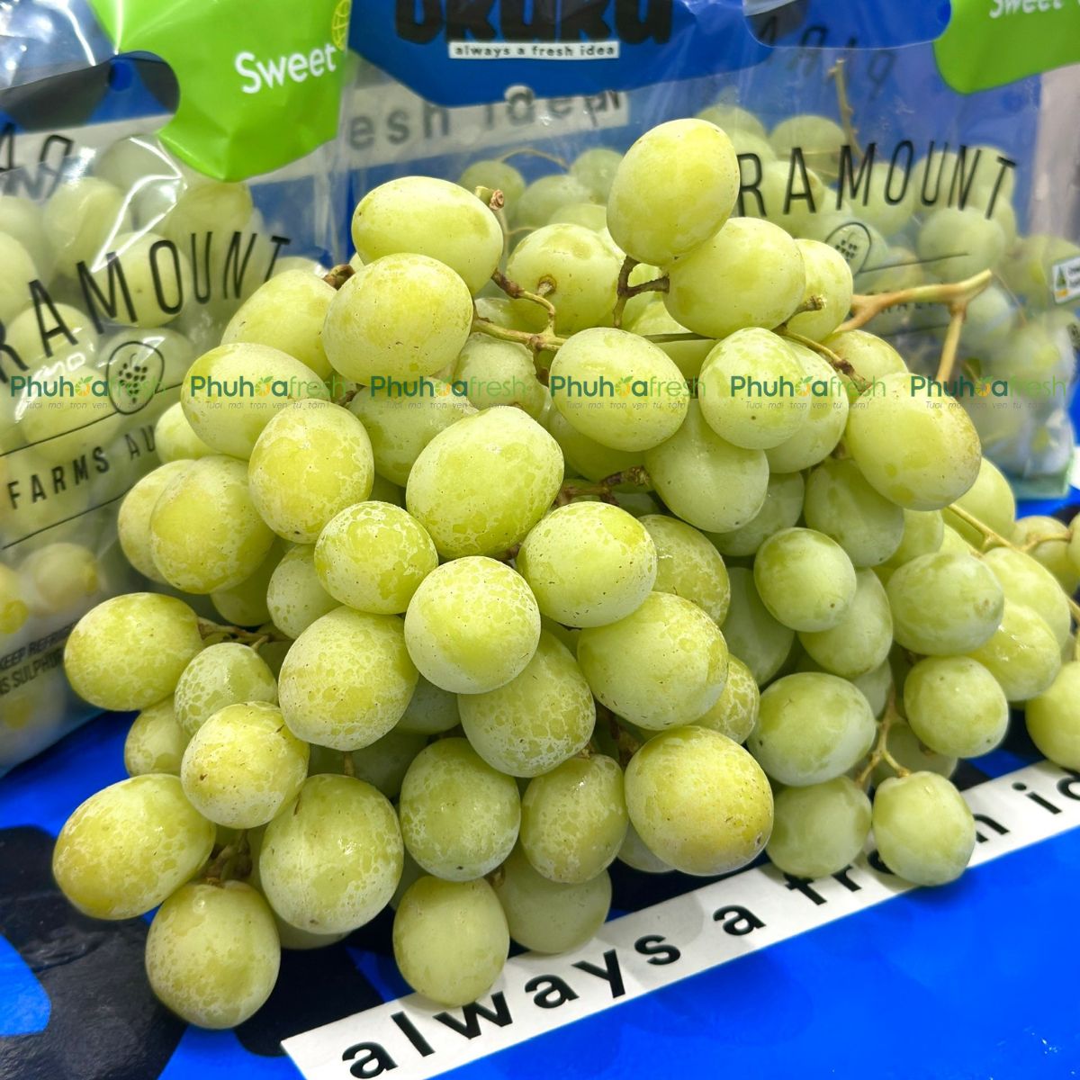 Nho Xanh Úc