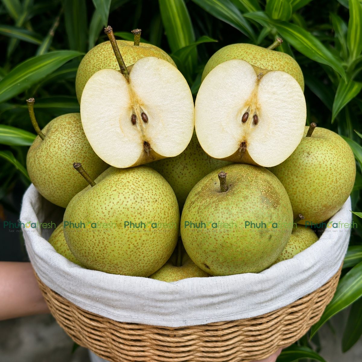 Dưa Tai Nung