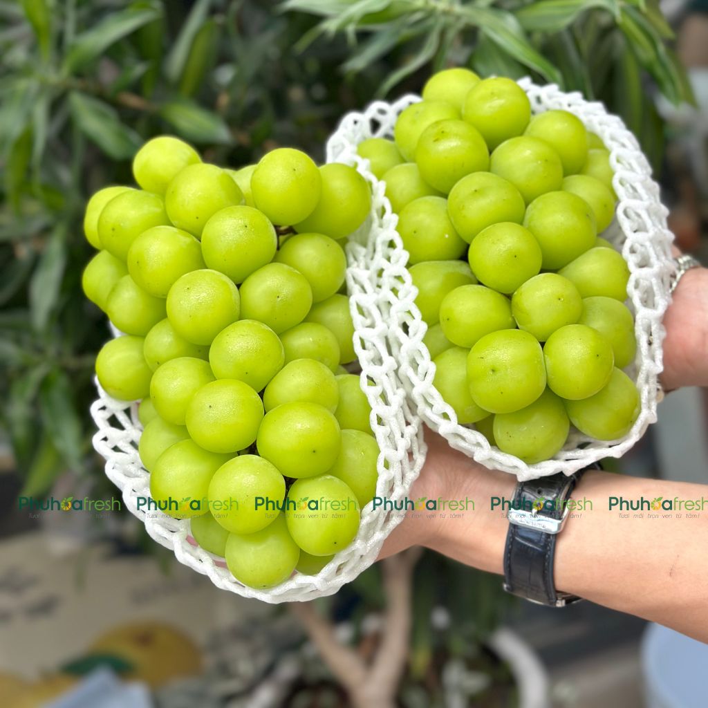 Nho Tươi Hàn Quốc