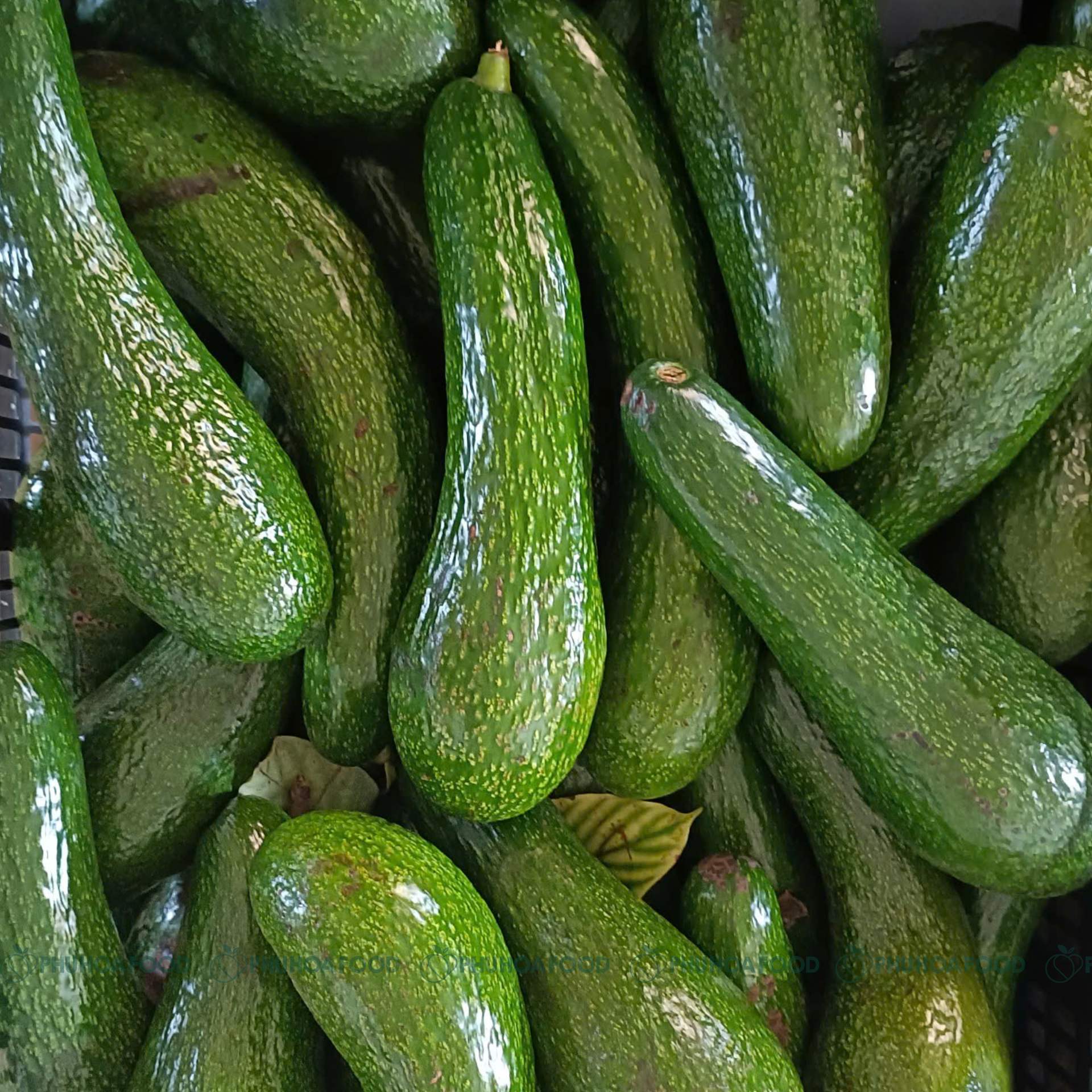 Bơ 034