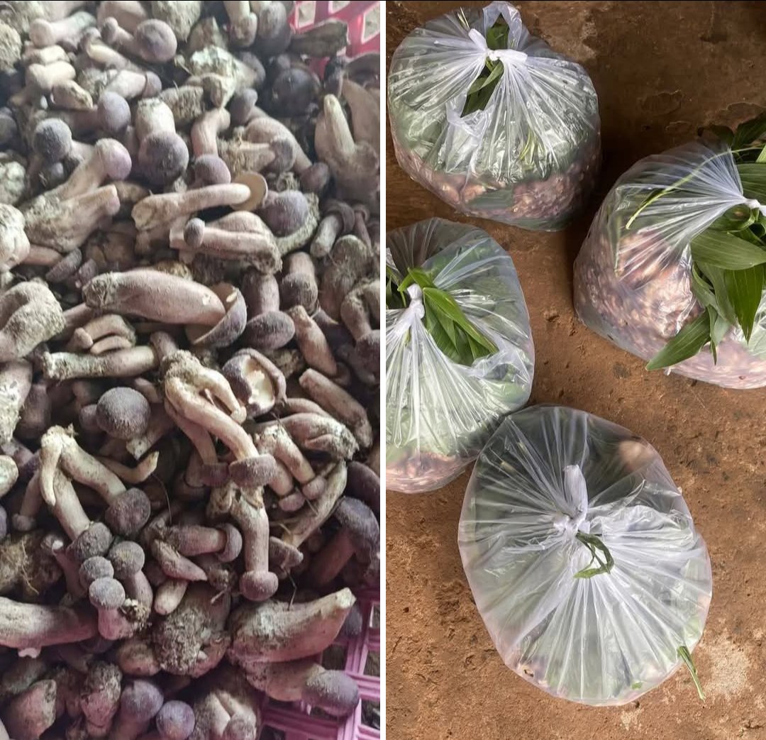 Nấm Tràm Tươi [ 1KG ]