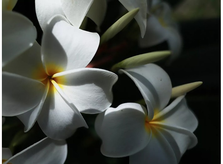 Canon RF 16mm f/2.8 STM (Chính hãng)