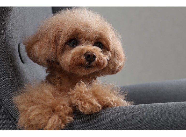 Canon RF-S 18-150mm f/3.5-6.3 IS STM (Chính hãng)