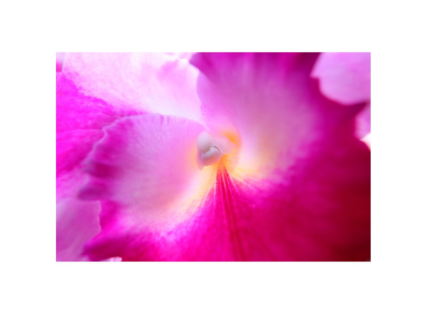 Canon RF 15-30mm f/4.5-6.3 IS STM (Chính hãng)