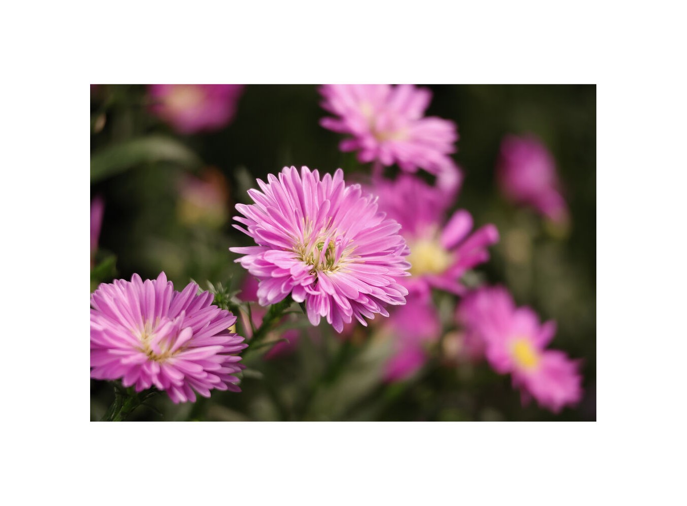 Canon RF-S 55-210mm f/5-7.1 IS STM (Ống kính chính hãng)