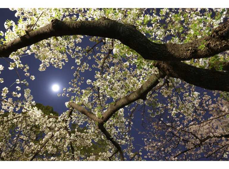 Canon RF 14-35mm f/4L IS USM (Chính hãng)