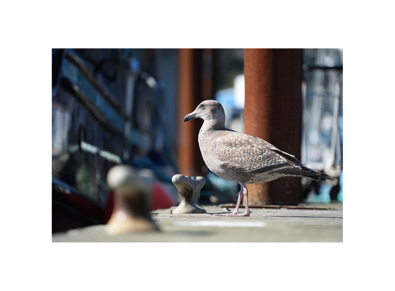 Sony A7 V (Chính hãng) (Kèm Lens Tamron 28-75mm f/2.8 G2)