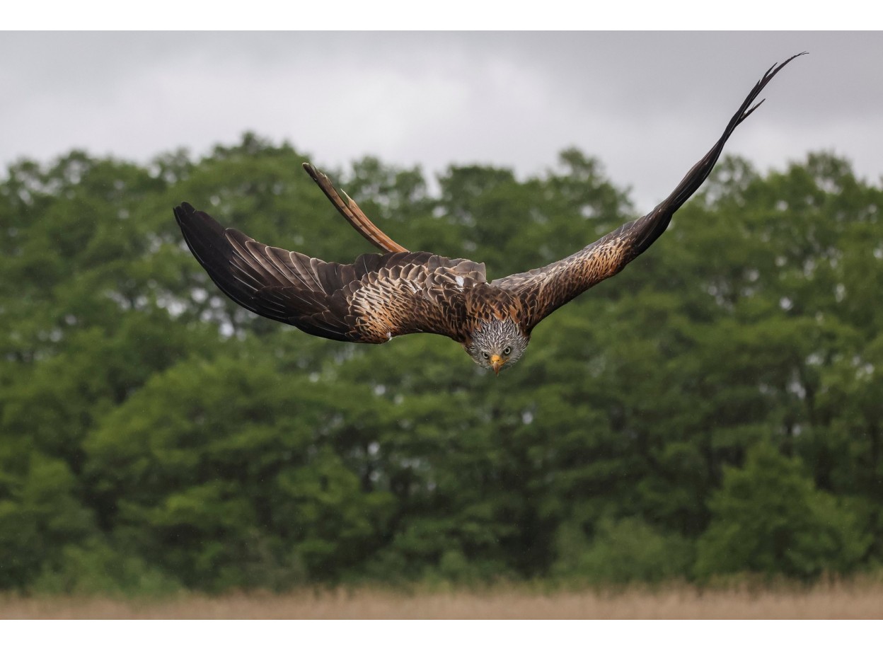 Canon EOS R5 + RF 24-70mm f/2.8L (Chính Hãng)