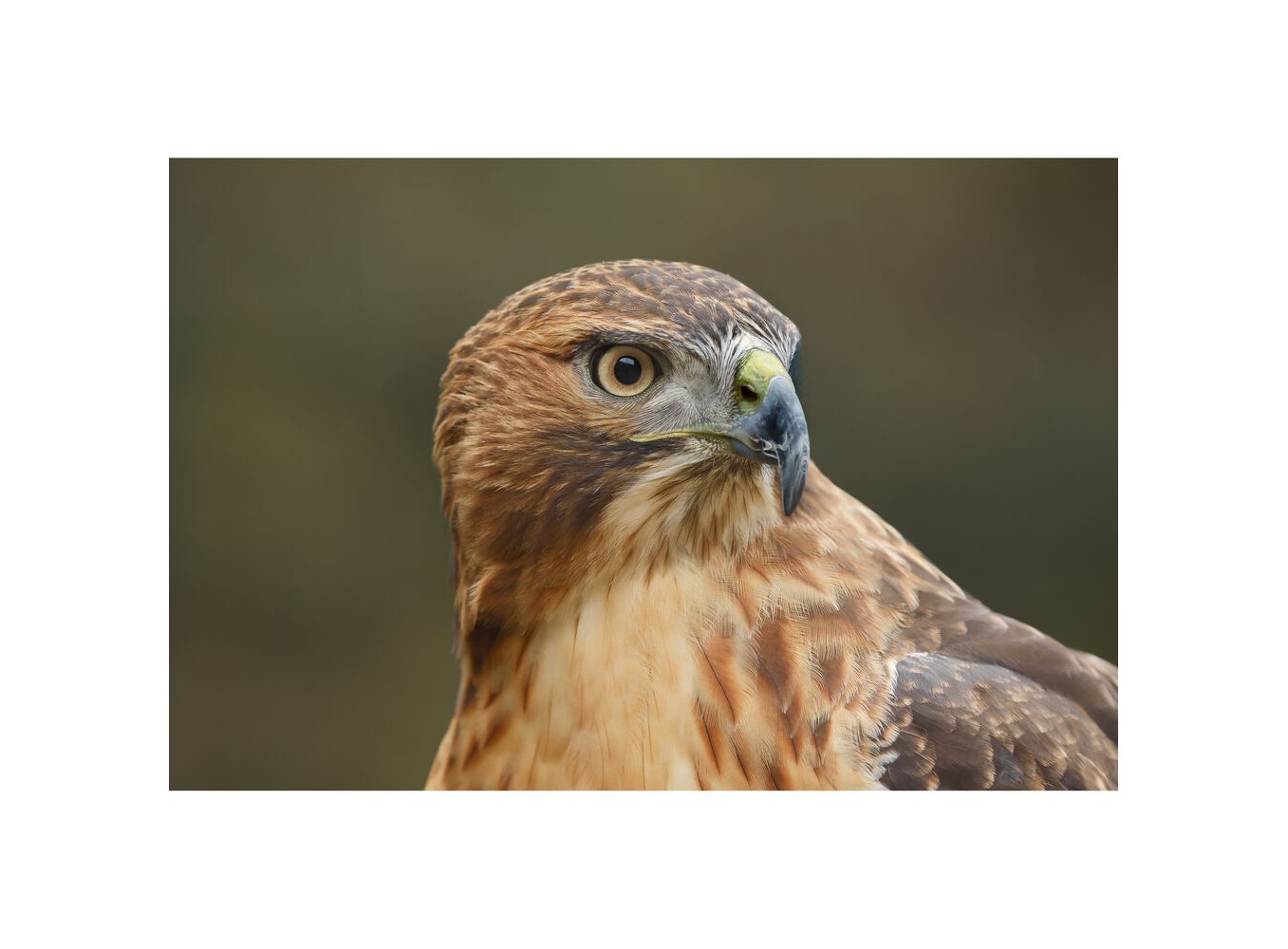 Canon EOS R6 Mark III (Chính hãng) – Kit RF 24-105mm f/4-7.1