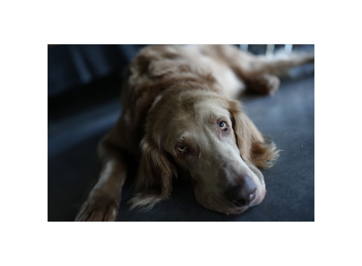 Sony A7C II + Lens Sony FE 24-70mm f/2.8 GM II (Chính hãng)